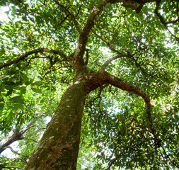 Tree trunk and canopy