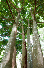 Fototapeta premium Tall trees with canopy
