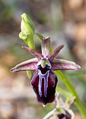 Ophrys mammosa, (orchid), Pegeia Forest, Paphos, Cyprus.