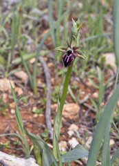 Ophrys mammosa, (orchid), Pegeia Forest, Paphos, Cyprus.