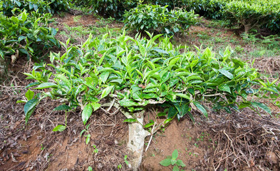 Tea bush on tea farm
