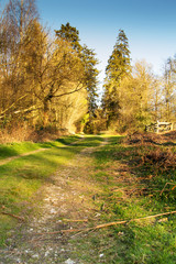 Low sun through trees in the woods