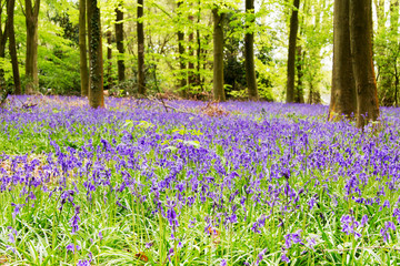 Bluebells growing on an english woodland floor