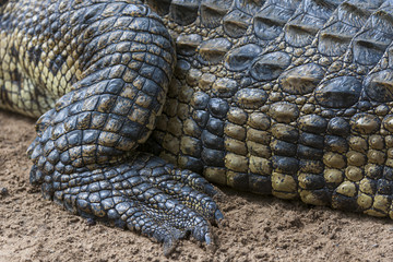 Nile crocodile (Crocodylus niloticus). Detail of rear leg and foot. KwaZulu Natal. South Africa