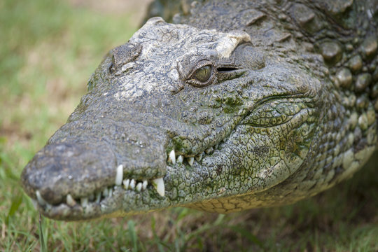 Nile crocodile (Crocodylus niloticus). KwaZulu Natal. South Africa