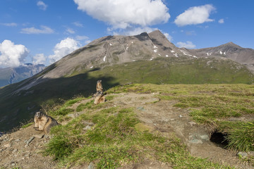 Three alpine marmots - High Tauern, Austria