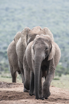 African Elephant Herd