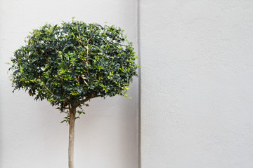 tree against white wall