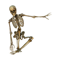 3D Rendering Human Skeleton on White