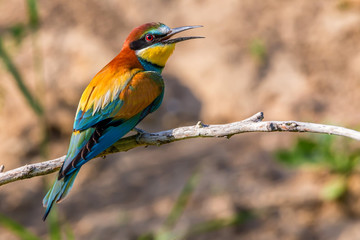 Exotic tropical bird named European bee-eater