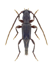 Beetle Nathrius brevipennis on a white background