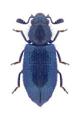 Beetle Necrobia violacea on a white background