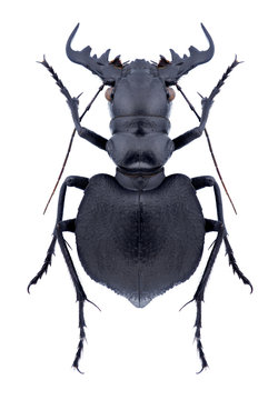 Beetle Manticora gruti (male) on a white background