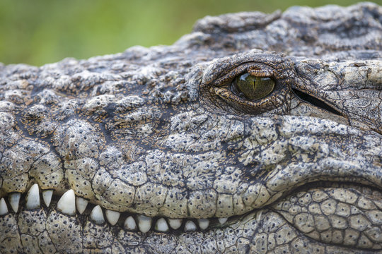Nile crocodile (Crocodylus niloticus) detail of head showing eye, teeth and ear. KwaZulu Natal. South Africa