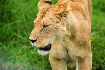 Closeup of lioness