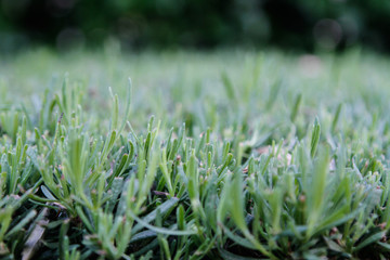 grass shallow depth of field