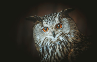 eagle owl