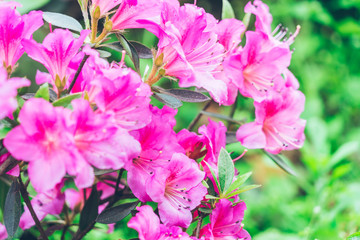 Close-Up Of Pink Flower Blooming Outdoors,shot in Shanghai,China.
