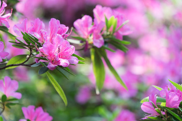 Close-Up Of Pink Flower Blooming Outdoors,shot in Shanghai,China.