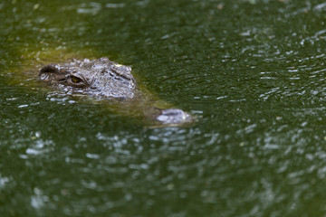 Nile crocodile (Crocodylus niloticus) submerged in water. KwaZulu Natal. South Africa
