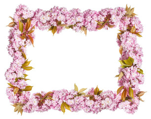 Blüten Rahmen Hintergrund im Frühling aus Kirschblüten einer japanischen Zierkirsche