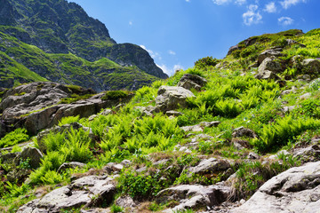 Fern alpine meadows in the Caucasus.