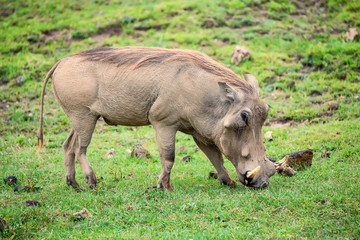 Grazing warthog in savannah