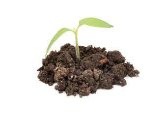 Young seedling