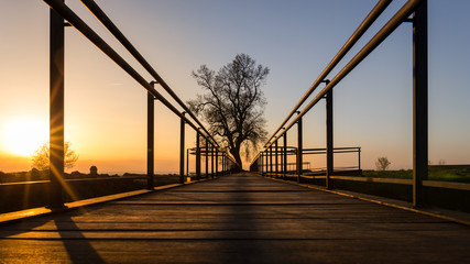 Wooden Walkway leading to a single tree at sunset against blue sky in Almeida, Portugal