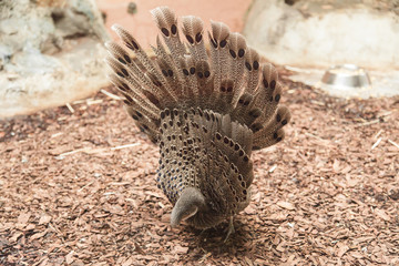 Grey peacock-pheasant close up