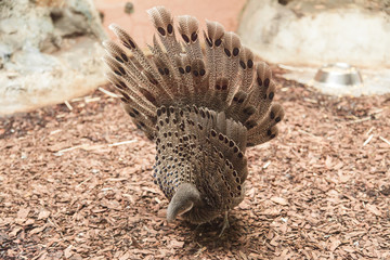 Obraz premium Grey peacock-pheasant close up