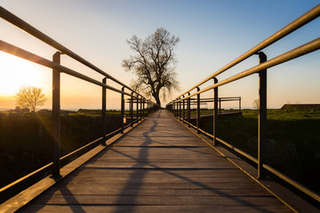Wooden Walkway leading to a single tree at sunset against blue sky in Almeida, Portugal