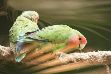 Pair lovebirds