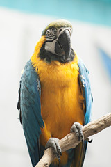 Ara glaucogularis sitting on a branch