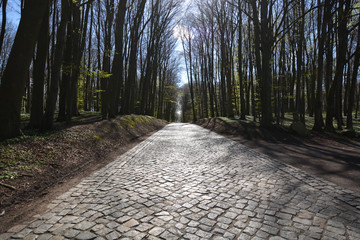Kopfsteinpflaster Straße auf Rügen durch den Wald