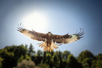 Head on view of hunting Red Kite with sunlight behind