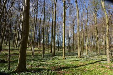 Obraz premium stimmungsvolle Waldlichtung im Frühling mit Buschwindröschen