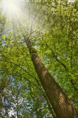 Fototapeta premium Friedwald