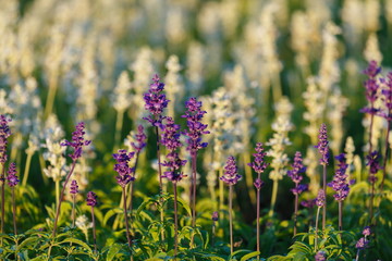 Obraz premium Beautiful flowers, flower field.