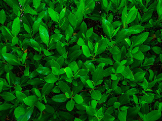 Fototapeta na wymiar Green leaf texture / leaf texture background / Copy space