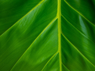 Green leaf texture / leaf texture background / Copy space