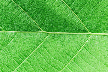 Close up of green leaf background