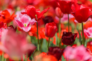 Obraz premium チューリップ