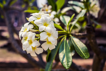 Obraz na płótnie Canvas White Plumeria Flowers
