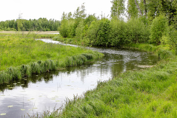Fototapeta na wymiar Small river in summer