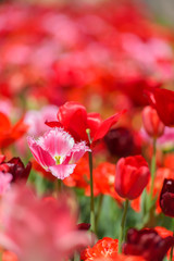 チューリップ