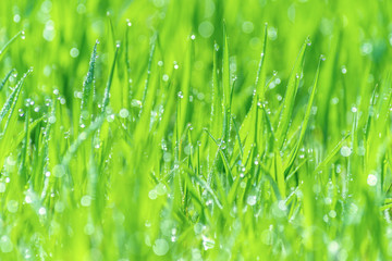 wet grass on a blurred background lush meadow, dew glistening with sunlight, bokeh