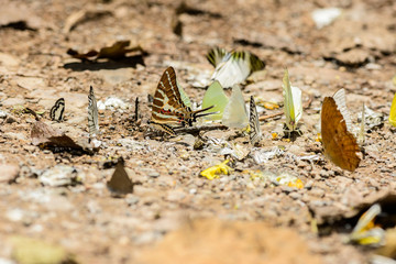many pieridae butterflies gathering water on floor