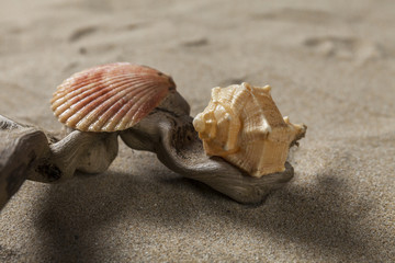 Studio close up of two seashells on a wood branch. Sand background