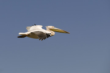 Fototapeta na wymiar great white pelican in flight